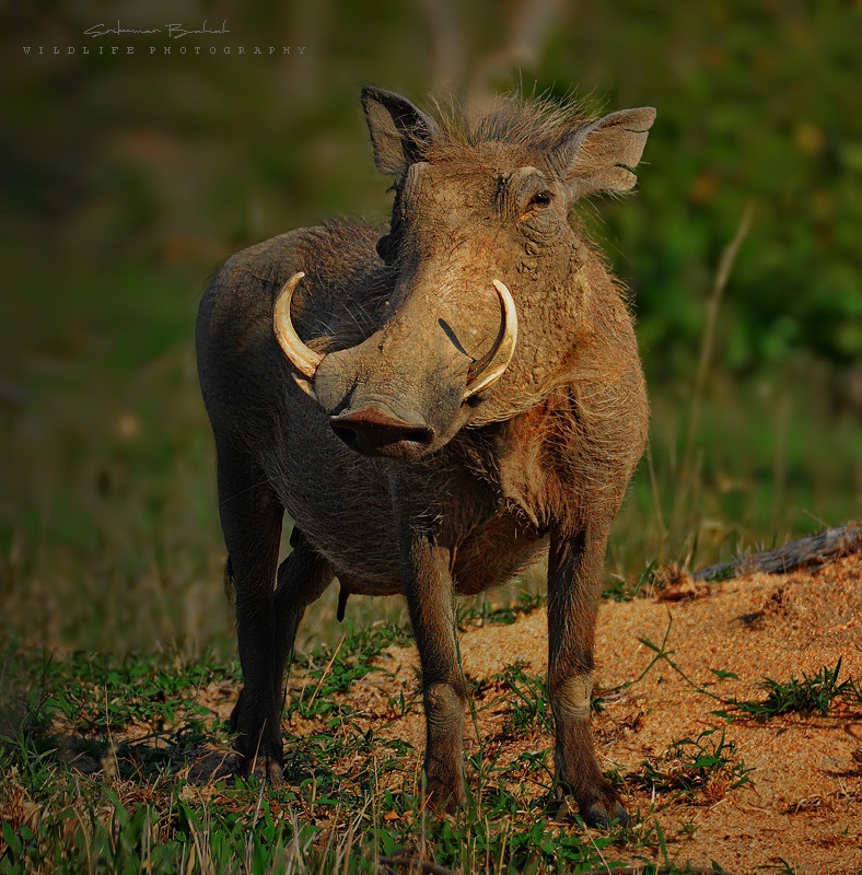 warthog_for_tn